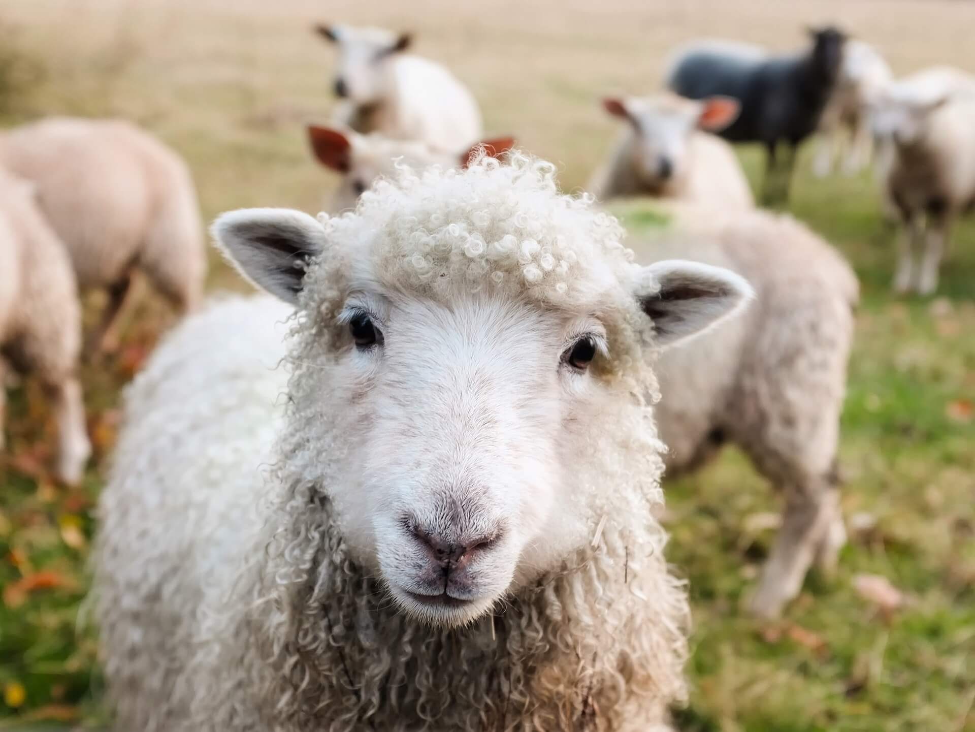 Ein Schaf schaut süß in die Kamera, dahinter weitere Schafe auf der Wiese
